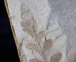 ? Nilssonia sp. BRONGNIART 1825 - Bild &copy; FossNet FossilienStore